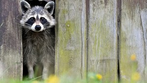 A už ťa nič NIKDY neprekvapí! Mýval posadnutý ženskými prsiami?