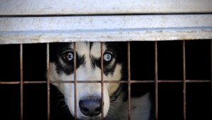 Otrasná tragédia: Husky pohrýzol iba 7-týždňové dieťa