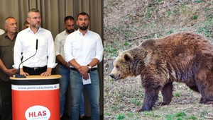 O medveďoch hovoria už aj politici. Vytvára sa protimedvedia koalícia?