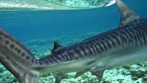 Hrozivé svedectvo manželky Čecha, ktorého zabil žralok