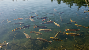 Jazero Bajkal odhalilo svojich kanibalistických obyvateľov!