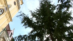 Mestá už osádzajú vianočné stromčeky