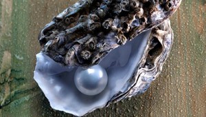 Našli najstaršiu perlu na svete: Má takmer 8 000 rokov