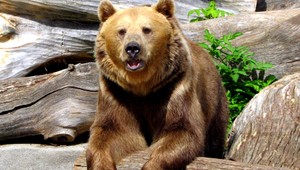 Vzťahy medzi Slovenskom a Poľskom môžu naštrbiť medvede