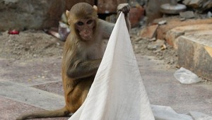 Opica v nacistickej uniforme, kozy v zástave s hákovým krížom. Cirkev si objednala v cirkuse kontroverzné predstavenie