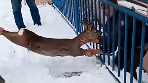 VIDEO: Záchrana zúfalého srnčeka. Zasekol sa v zábradlí mosta