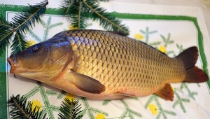 TIPY A TRIKY. Ako zabiť a naporcovať kapra