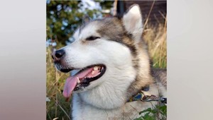 Zmizol im milovaný pes. V osade našli už len jeho kožuch