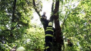 Muž na strome hádzal po Banskobystričanoch kamene