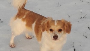 Rodine niekto na dvore chladnokrvne postrelil psa. Zviera pre silné bolesti museli utratiť