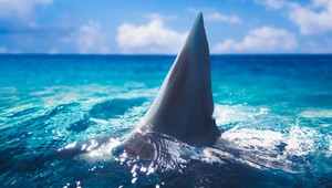 Prečo žralok vystrkuje z vody plutvu? A robí to vôbec?