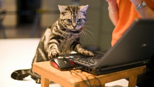 Zrazil sestru (19), lebo jej mačka sa mu vymočila na PC!