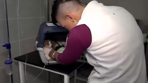 Nebezpečné ochorenie medzi túlavými mačkami. Môže za to stres, dávajú im do jedla chilli