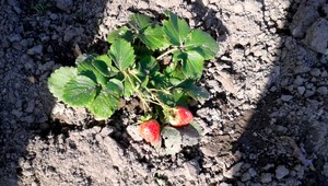 tvojenoviny: Neskutočné, pozrite si novembrové jahody