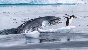 Nestačíme sa diviť, z čoho sa bude vyberať fotografia roka z ríše zvierat