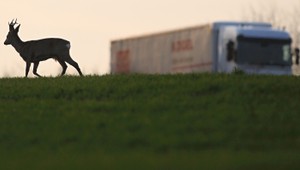 Záchrana srnca na východe. Vysilené zviera dovolilo ľuďom všetko
