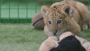 V Rumunsku sa narodil "liger" Goliáš: Hybrid leva a tigrice láka zvedavcov