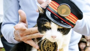 Najslávnejšiu mačku Japonska po smrti vyhlásili za božstvo