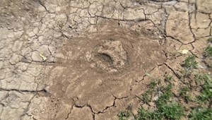 Neďaleko Nitry sa objavil medveď. Šelma sa prechádzala iba desiatky metrov od rodinných domov