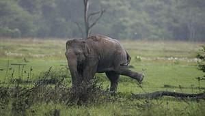 Slon sa zabával na detskom ihrisku v nemeckom meste Lörrach