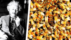 Masívny úhyn včiel. Potvrdí sa Einsteinova teória o vyhynutí ľudstva?