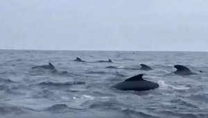 "Tisíc" delfínov sprevádzalo veslára