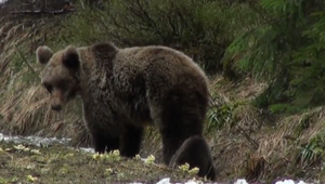Ďalší útok medveďa hnedého: Muža napadol počas prechádzky