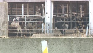 Žilinská kafiléria aktuálne pracuje na maxime svojej kapacity