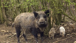 V Humennom majú problém s diviakmi. Naháňajú obyvateľov