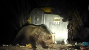 Medvedí zásahový tím spod Tatier ruší mýty o medveďoch. Na toto rozhodne zabudnite!