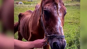 Aktivisti riešia prípad extrémne zúboženého koňa. Bolo zviera týrané?