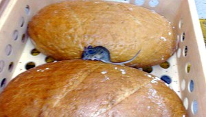 Fikcia? Nie, myš na chlebe v slovenskom hypermarkete...