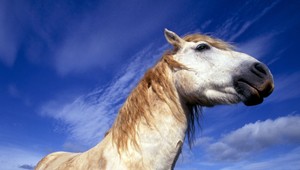 Kôň napadol a dohrýzol svojho majiteľa (62)