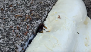 Senior išiel upratať hrob, domov sa už nevrátil. Napadli ho sršne
