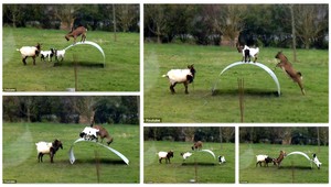 Kozy. Skutočné šťastné kozy, ktoré zaručene pobavia...