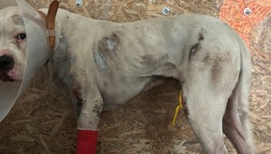 Brutálne týranie psa: Obvinení ťahali zviera priviazané za autom