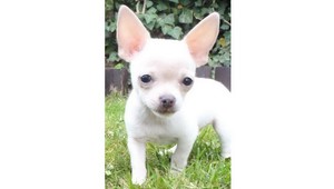 V Senci sa stratila čivava, počúva na meno Lilino