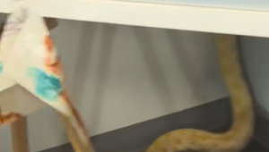 Pytón podľa hasičov spôsobil požiar v škole. Plamene zničili osem tried, uhynula aj korytnačka