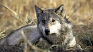 Pri Rožňave vyčíňajú vlci, nezastavia ich ani elektrické ploty