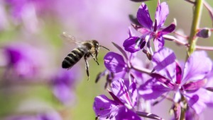 TIPY A TRIKY: Bodavý hmyz útočí. Viete ako sa chrániť?