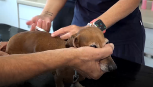 Psy ohrozuje nebezpečná tropická choroba. Chorobu je potrebné si všimnúť včas