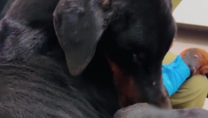 Majiteľ nechal psa vyhladovať na kosť, súd mu dal podmienku