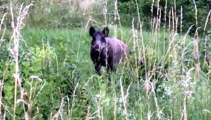 Diviak v meste sa ľudí vôbec nebojí. Opačne to ale neplatí