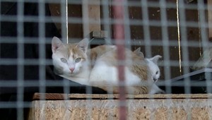 Veterinárka varuje: V Humennom pribúdajú mačky otrávené olovom, následky sú fatálne