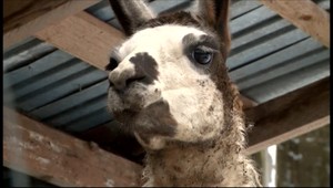 V Terchovej ušli dve lamy a osol, majiteľ po nich pátra