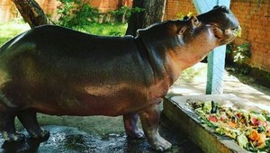 Vandali vtrhli do ZOO, dobodali hrocha