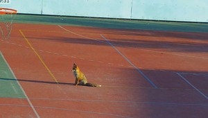 Noví spolužiaci? V areáli základnej školy sa objavili líšky