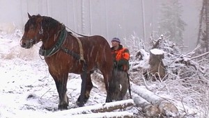 Zima to nevzdala: Zasnežilo Tatry aj severovýchod Slovenska