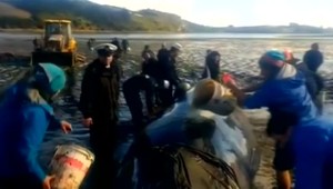 V Čile vyslobodili uviaznutú veľrybu