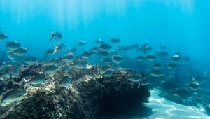 Vo vodách Zeme sa šíri toxická zóna smrti: Situácia sa zhoršuje